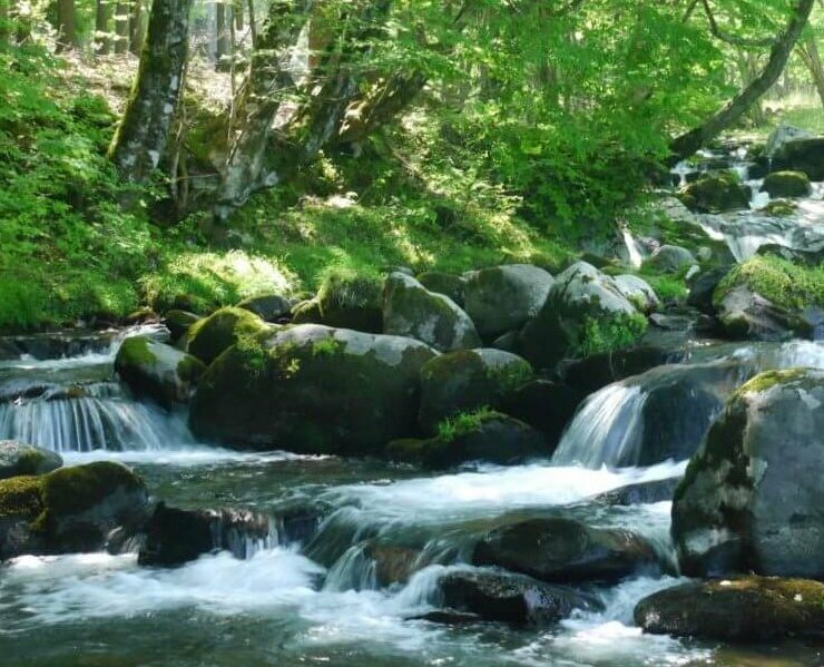 大阪☆北摂地域、高槻市のベジタリアン対応レストラン、カフェ３店 17