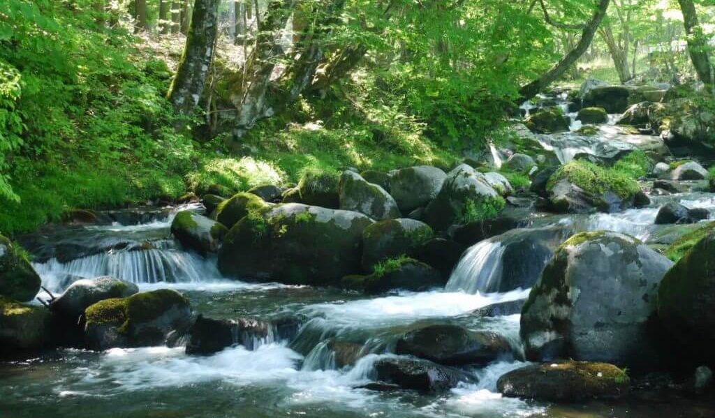 大阪☆北摂地域、高槻市のベジタリアン対応レストラン、カフェ３店 1