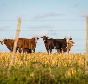 東京☆練馬区のベジタリアン、ヴィーガン(ビーガン)対応2店 7