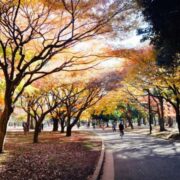 東京☆代々木公園周辺、代々木八幡、代々木上原ベジタリアン対応店 2