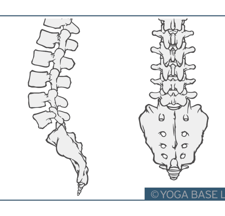 ねじりのポーズの新しいやり方｜ねじる順番は上から？下から？ どちらが効果的？ 3