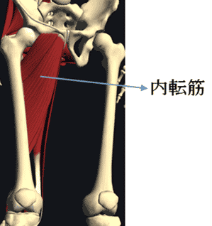 股関節を柔らかくするコツ｜理学療法士が解説する今日から使えるプチ解剖学！ 12