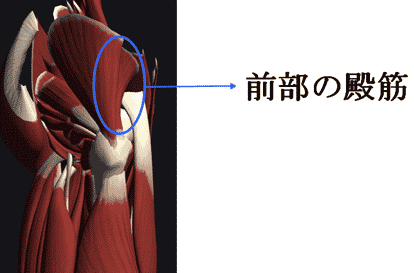 股関節を柔らかくするコツ｜理学療法士が解説する今日から使えるプチ解剖学！ 13