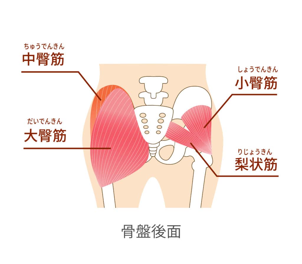 中臀筋、中殿筋